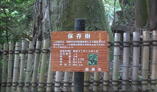 保護樹（スギ２）